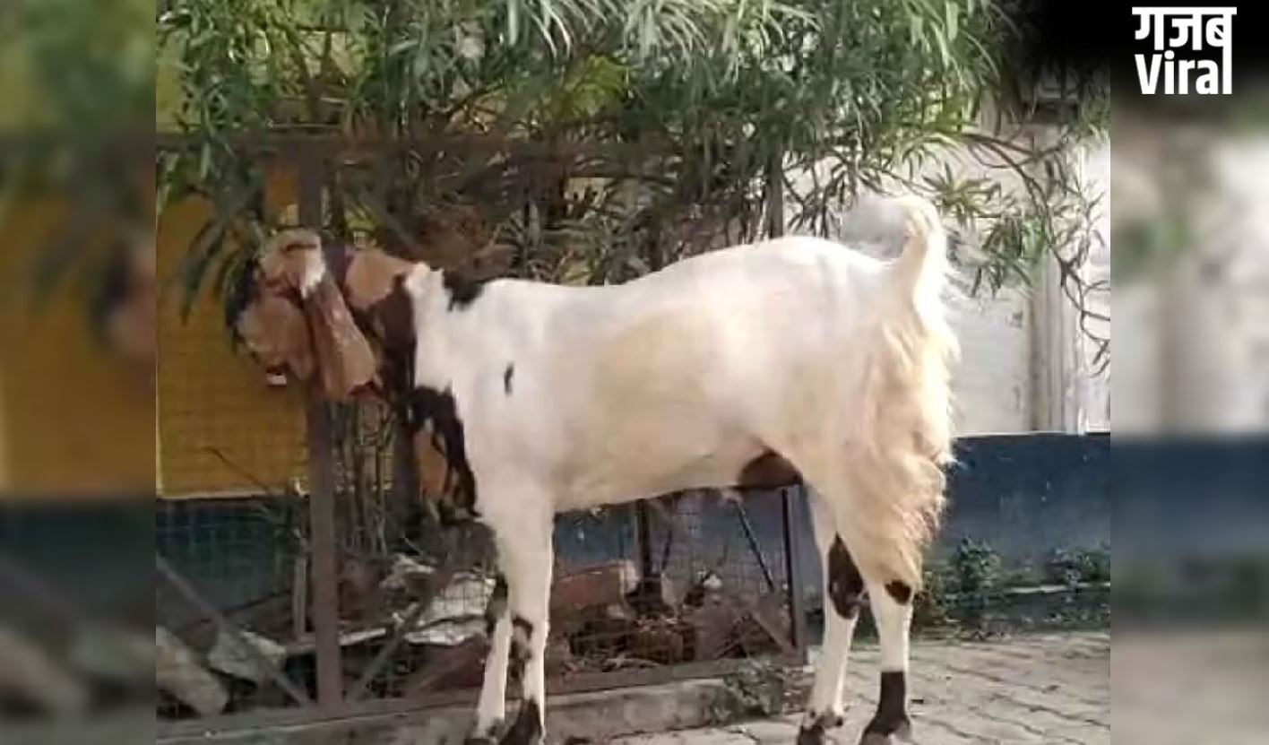 मैनपुरी की बकरा मंडी में तोताफरी नस्ल की धूम, ₹55 हजार तक पहुंची कीमत​