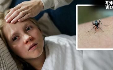National Dengue Day: डेंगू से ठीक होने के बाद पेशेंट रिकवरी के लिए कैसी रखें डाइट​