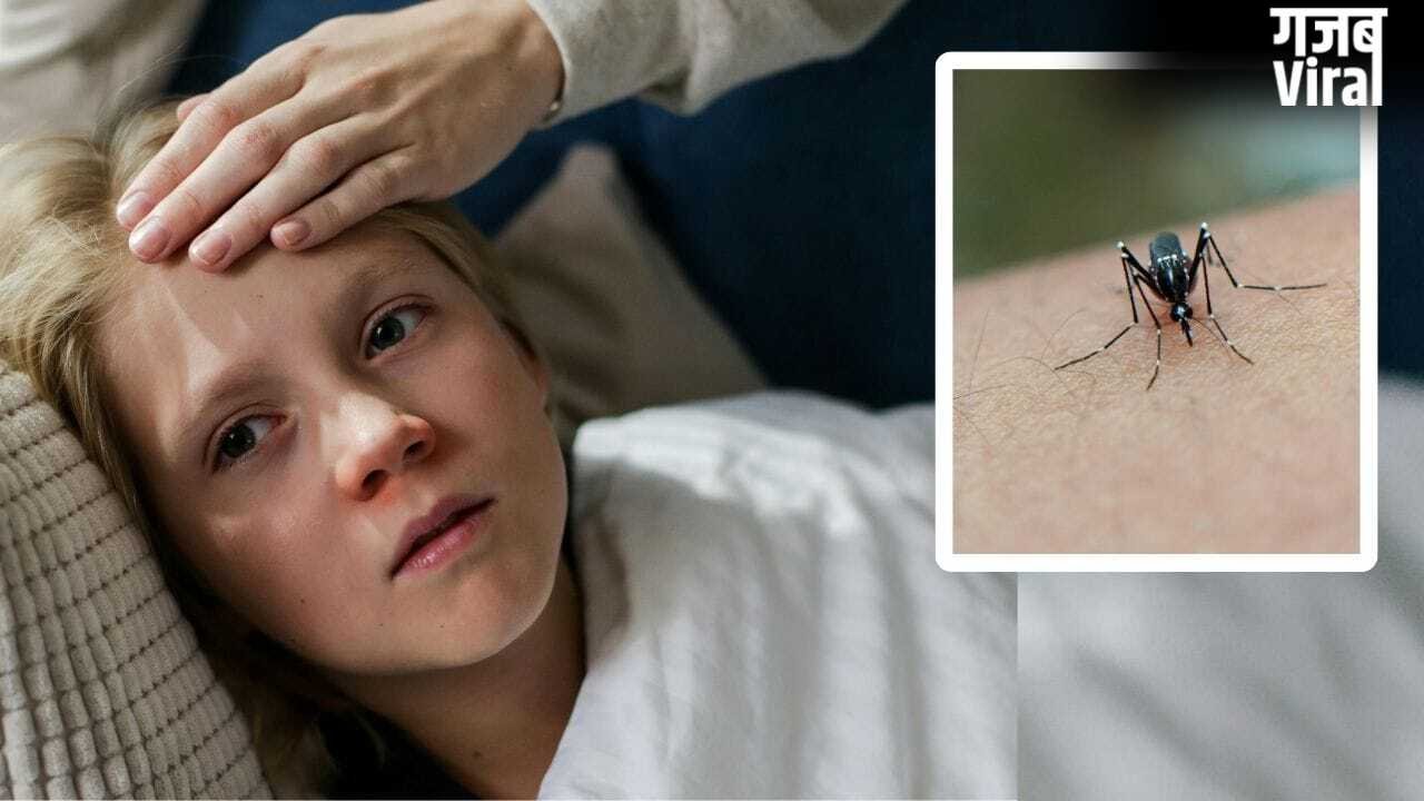National Dengue Day: डेंगू से ठीक होने के बाद पेशेंट रिकवरी के लिए कैसी रखें डाइट