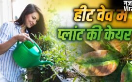 Plant Care in Heat Wave: हीट वेव से खुद को ही नहीं प्लांट को भी बचाना जरूरी, ऐसे करें उनकी देखभाल​
