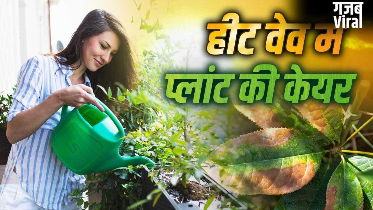 Plant Care in Heat Wave: हीट वेव से खुद को ही नहीं प्लांट को भी बचाना जरूरी, ऐसे करें उनकी देखभाल​