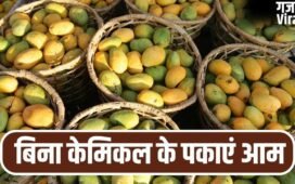 घर पर बिना केमिकल के पका सकते हैं आम, बस आजमाएं ये पुराने तरीके