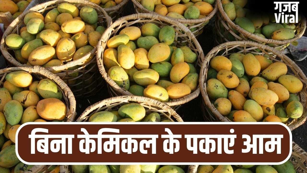 घर पर बिना केमिकल के पका सकते हैं आम, बस आजमाएं ये पुराने तरीके