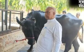 50 लाख कीमत, 50 हजार महीने की कमाई… यूपी की इस भैंस ने मचा दिया बवाल​