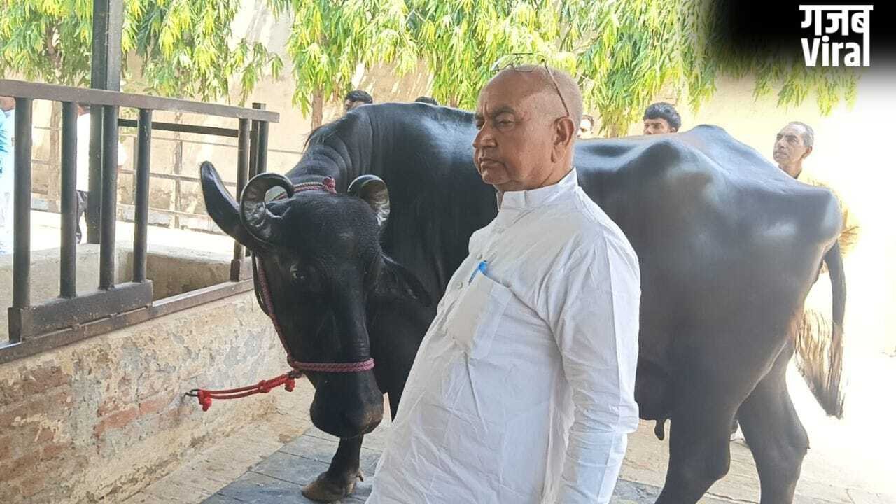 50 लाख कीमत, 50 हजार महीने की कमाई… यूपी की इस भैंस ने मचा दिया बवाल​