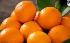 Health Tips: विटामिन-सी से भरपूर होता है संतरा, नियमित रूप से सेवन के हैं कई फायदे…​