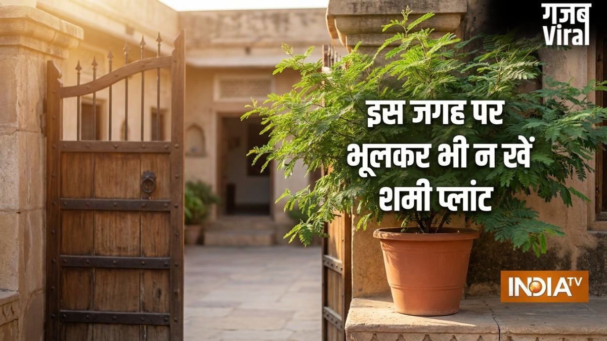 Shami Plant Vastu: घर पर यहां गलती से भी न लगाएं शमी का पौधा, पैसा आने की बजाय छा सकती है कंगाली!​