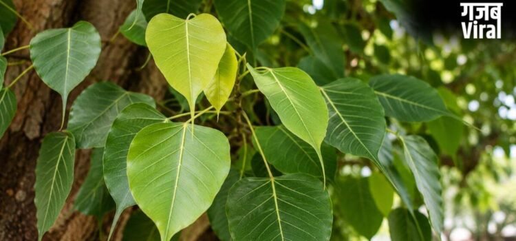 Shani Jayanti 2026 पर पीपल के नीचे जलाएं एक दीपक, खुल जाएंगे बंद किस्मत के दरवाजे​