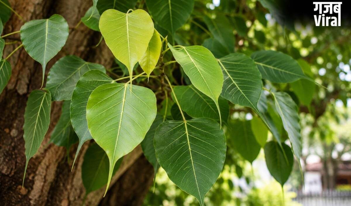 Shani Jayanti 2026 पर पीपल के नीचे जलाएं एक दीपक, खुल जाएंगे बंद किस्मत के दरवाजे