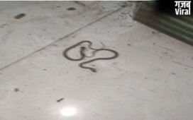Sitapur : बेडरूम में सांपों का ‘डेरा’,शिक्षक के घर से एक-एक कर निकले 12 सांप,इलाके में दहशत​