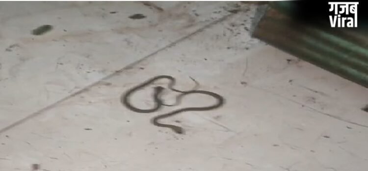 Sitapur : बेडरूम में सांपों का ‘डेरा’,शिक्षक के घर से एक-एक कर निकले 12 सांप,इलाके में दहशत​