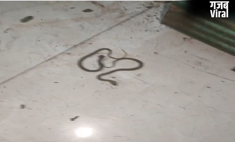 Sitapur : बेडरूम में सांपों का ‘डेरा’,शिक्षक के घर से एक-एक कर निकले 12 सांप,इलाके में दहशत​