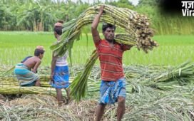 गन्ना किसानों के लिए आई खुशखबरी, सरकार ने बढ़ाई FRP, जानें अब कितने रुपये में होगी खरीद
