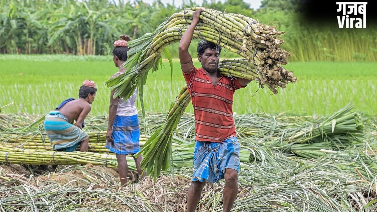 गन्ना किसानों के लिए आई खुशखबरी, सरकार ने बढ़ाई FRP, जानें अब कितने रुपये में होगी खरीद