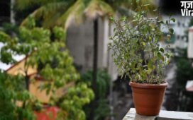 बार-बार सूख रही तुलसी? आने वाली परेशानियों और तनाव का है संकेत, इन उपायों से गर्मी में भी हरा-भरा रहेगा पौधा​