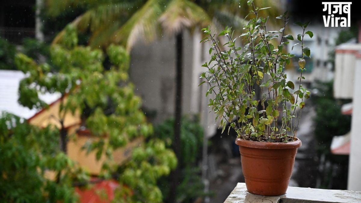 बार-बार सूख रही तुलसी? आने वाली परेशानियों और तनाव का है संकेत, इन उपायों से गर्मी में भी हरा-भरा रहेगा पौधा​