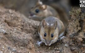 घर में चूहों की मौजूदगी कहीं Hantavirus का खतरा तो नहीं? इन संकेतों को नजरअंदाज न करें​