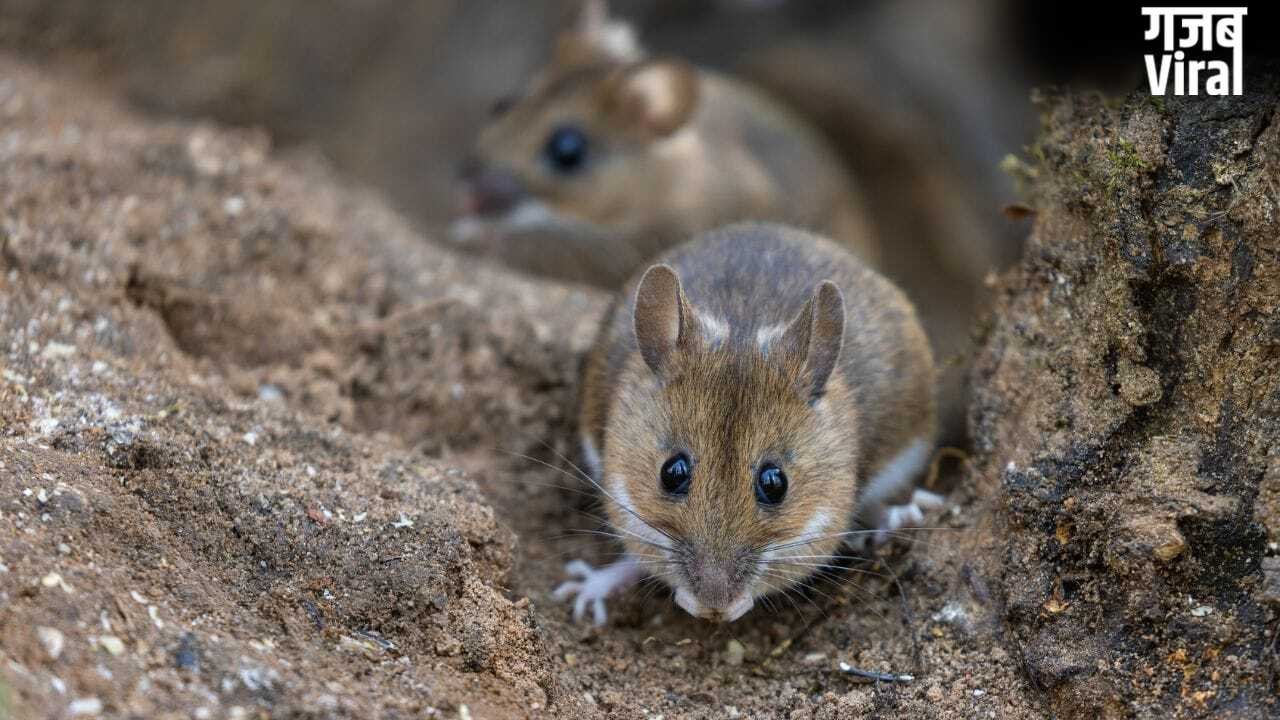 घर में चूहों की मौजूदगी कहीं Hantavirus का खतरा तो नहीं? इन संकेतों को नजरअंदाज न करें​