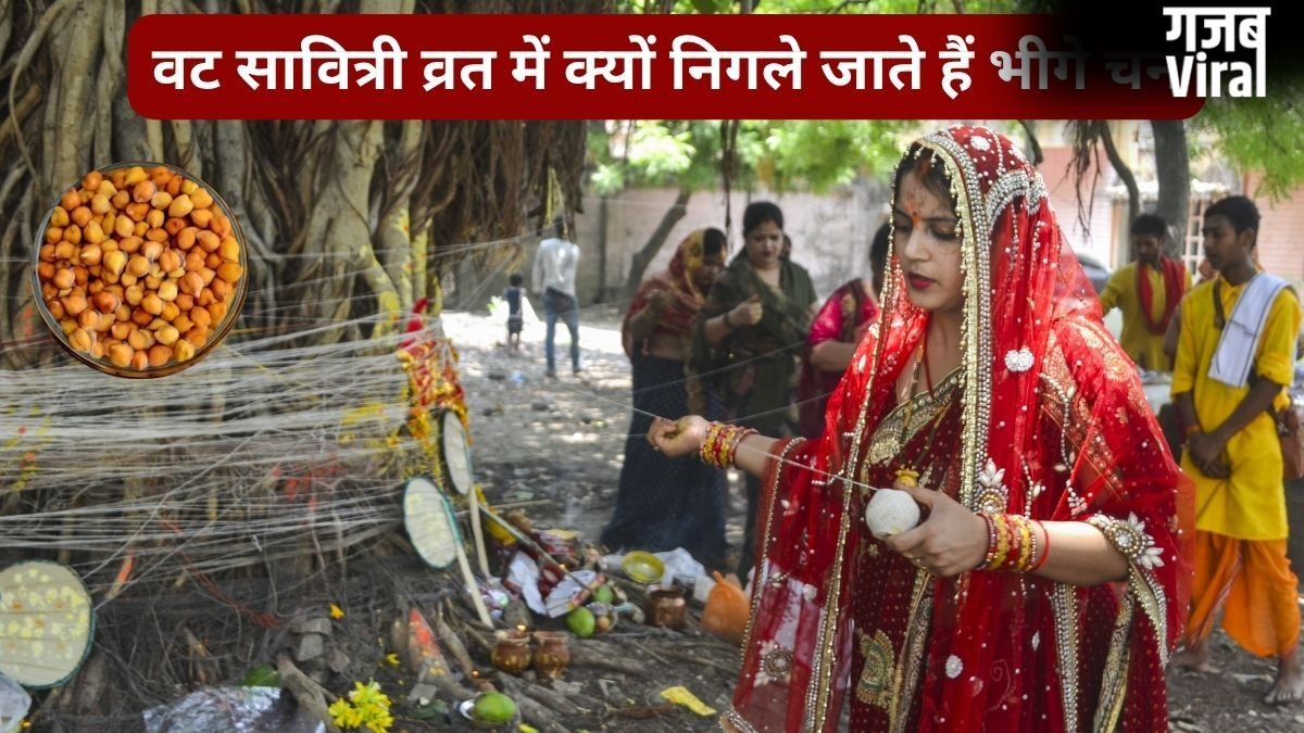 वट सावित्री व्रत में बिना चबाए क्यों निगले जाते हैं कच्चे चने? जानिए इस पूजा में भीगे चने का महत्व और रहस्य​