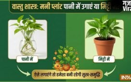 Money Plant Vastu: मनी प्लांट पानी में उगाएं या मिट्टी में? ऐसे लगाएंगे तो चुंबक की तरह खिंचा चला आएगा पैसा!​