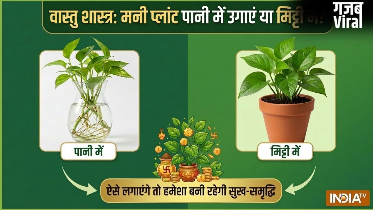 Money Plant Vastu: मनी प्लांट पानी में उगाएं या मिट्टी में? ऐसे लगाएंगे तो चुंबक की तरह खिंचा चला आएगा पैसा!