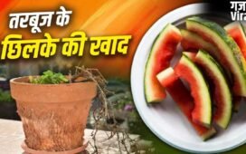 Watermelon Peel Fertilizer: तरबूज के छिलकों से बनाएं खाद, गर्मी में भी हरा-भरा रहेगा पौधा​