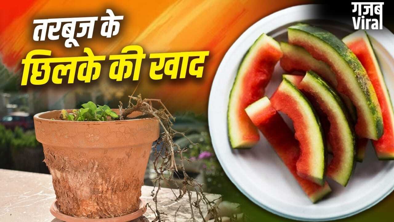 Watermelon Peel Fertilizer: तरबूज के छिलकों से बनाएं खाद, गर्मी में भी हरा-भरा रहेगा पौधा​
