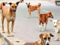 आवारा कुत्तों का आतंक: आगरा में किसान को रातभर नोचते रहे कुत्ते, इलाज के दौरान मौत​