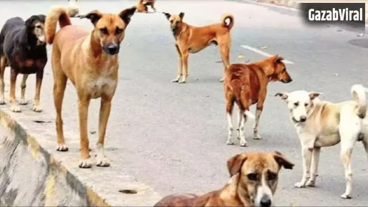 आवारा कुत्तों का आतंक: आगरा में किसान को रातभर नोचते रहे कुत्ते, इलाज के दौरान मौत​