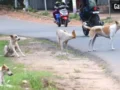 Kanpur Rottweiler Attack: कानपुर में रॉटविलर का तांडव, महिला जिंदगी की जंग लड़ रही