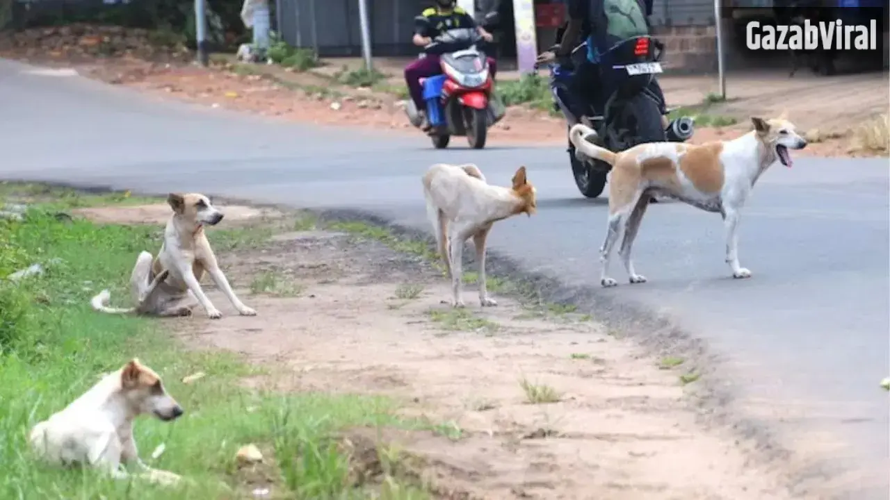 Kanpur Rottweiler Attack: कानपुर में रॉटविलर का तांडव, महिला जिंदगी की जंग लड़ रही