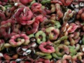 Jungle Jalebi Benefits: स्वाद और सेहत का खजाना है जंगल जलेबी, यहां जानिए इसके फायदे​