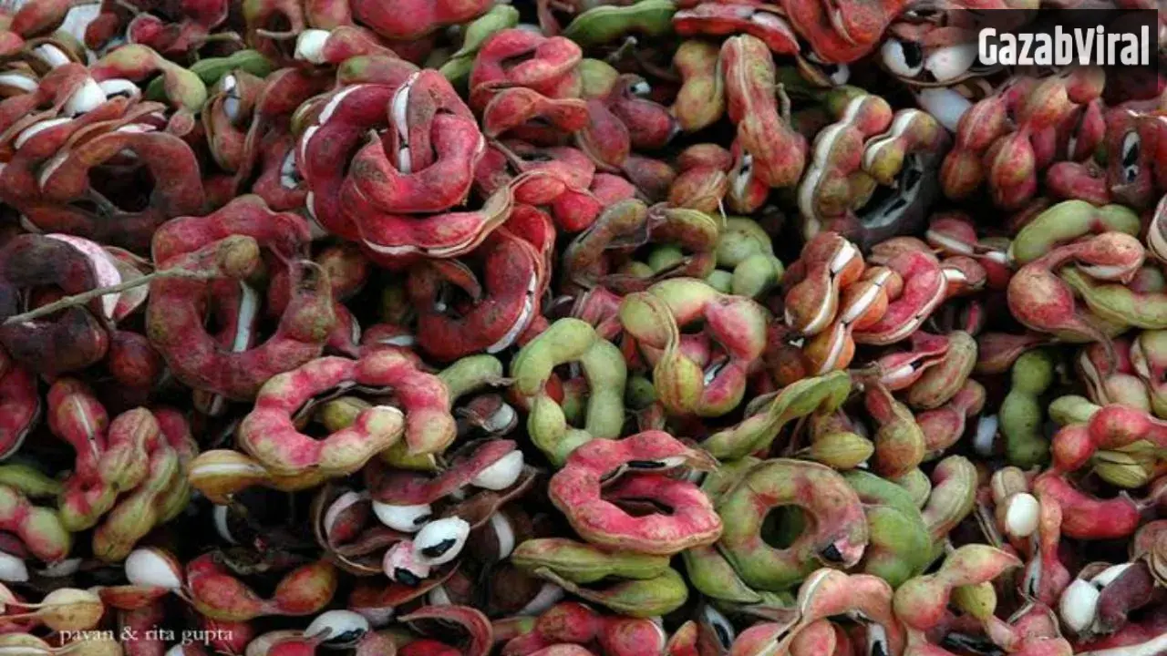 Jungle Jalebi Benefits: स्वाद और सेहत का खजाना है जंगल जलेबी, यहां जानिए इसके फायदे​