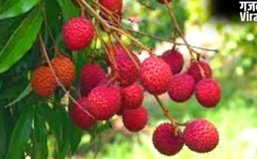 Litchi Health Risks: खाली पेट लीची खाने से क्यों है जान का खतरा? जानिए साइंटिफिक वजह​