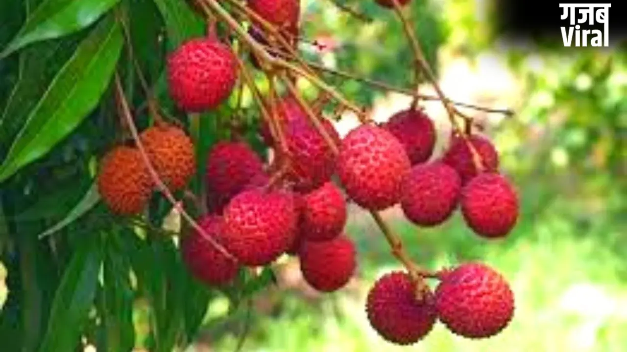 Litchi Health Risks: खाली पेट लीची खाने से क्यों है जान का खतरा? जानिए साइंटिफिक वजह​