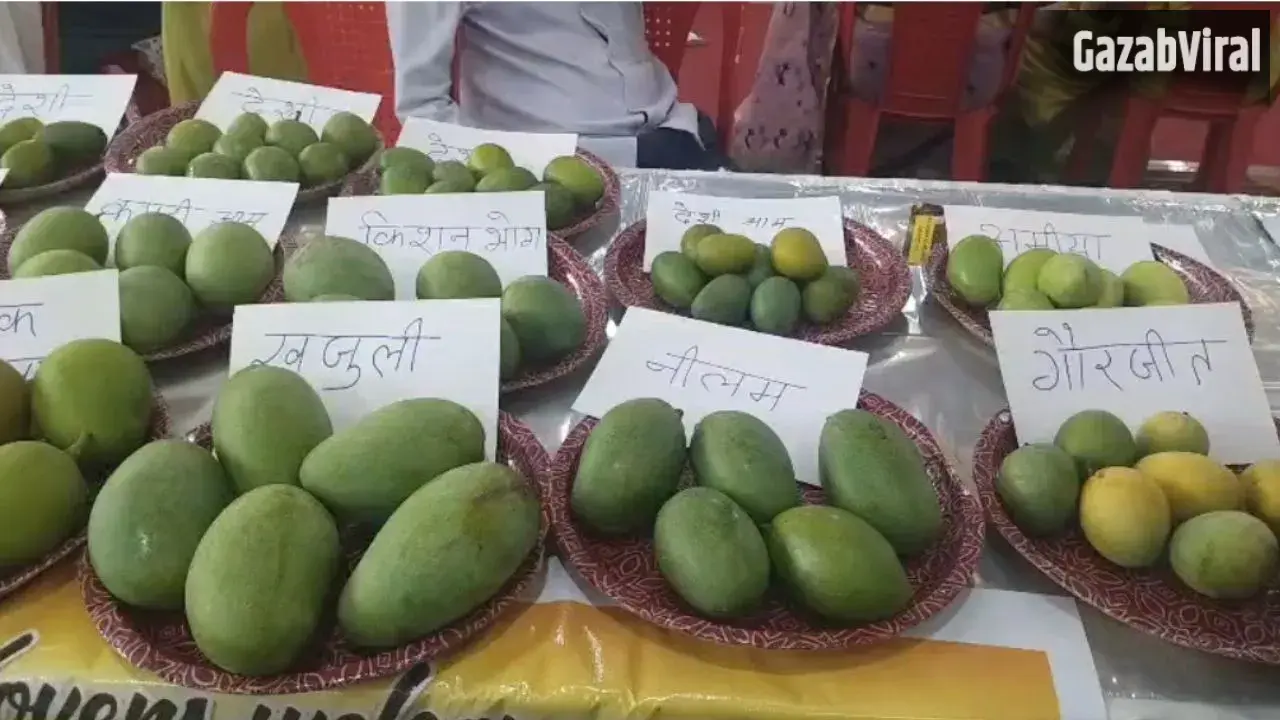 आम महोत्सव में छाया ढाई लाख रुपये किलो का आम, चार दर्जन से अधिक प्रजातियों ने खींचा लोगों का ध्यान
