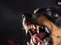 Kanpur Rottweiler Attack: खूंखार रॉटविलर ने महिला को बनाया निशाना, लड़ रही जिंदगी से जंग