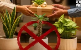 Vastu Tips: भूलकर भी गिफ्ट न करें ये 4 पौधे, घर की सुख-समृद्धि और सकारात्मक ऊर्जा पर पड़ता है असर​