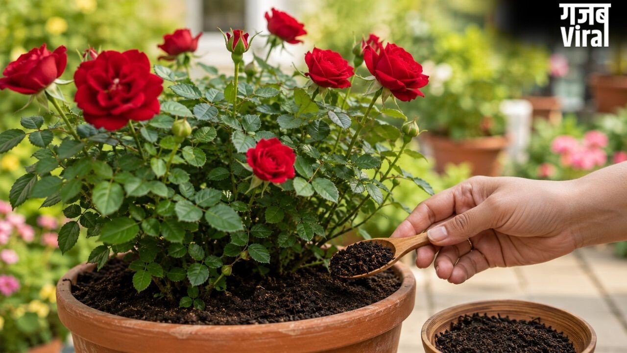 गुलाब के पौधे के लिए खाद बन सकती है बची हुई चायपत्ती, जानें इस्तेमाल करने का तरीका​