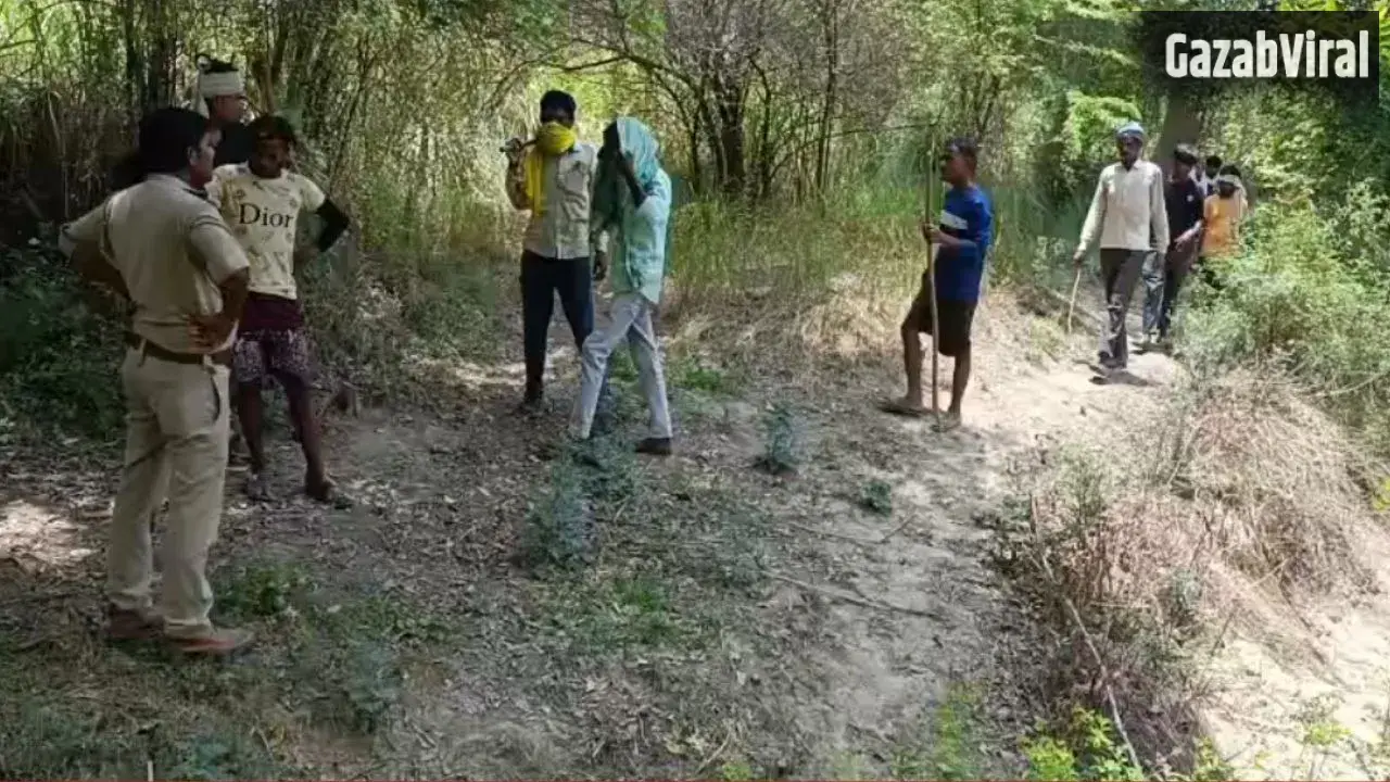 कानपुर में पेड़ पर चढ़े तेंदुए की फोटो निकली फर्जी; ग्रामीणों में थी दहशत, दोषियों के खिलाफ होगी कार्रवाई