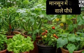 मानसून में घर पर आसानी से उगा सकते हैं ये पौधे, कम देखभाल में भी हर-भरा रहेगा किचन गार्डन