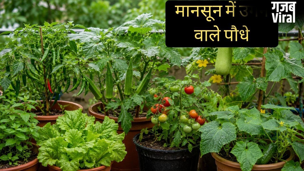 मानसून में घर पर आसानी से उगा सकते हैं ये पौधे, कम देखभाल में भी हर-भरा रहेगा किचन गार्डन