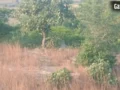 Prayagraj: मोरों की धरती पर मशीनों का कब्जा, हजारों राष्ट्रीय पक्षियों के अस्तित्व पर मंडराया खतरा