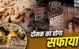 दीमक खोखला कर रही फर्नीचर-दरवाजे…ये घरेलू तरीके दिलाएंगे इससे छुटकारा​