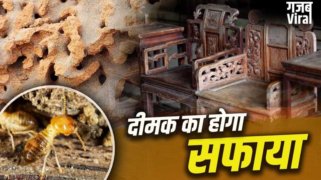 दीमक खोखला कर रही फर्नीचर-दरवाजे…ये घरेलू तरीके दिलाएंगे इससे छुटकारा