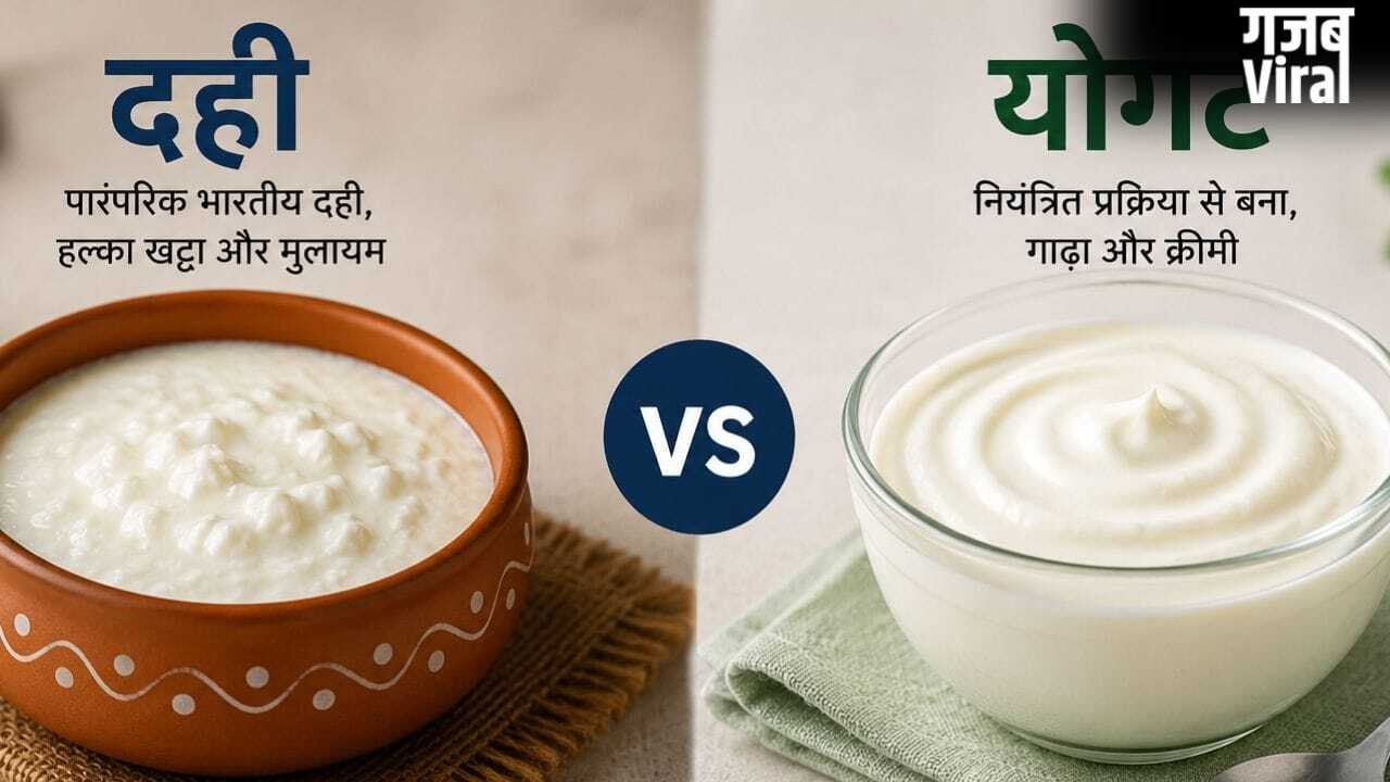 Yogurt vs Curd: क्या है योगर्ट जो दही से भी ज्यादा फायदेमंद? बहुत कम जानते हैं सही जवाब​