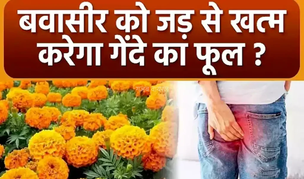 बवासीर को जड़ से खत्म करेगा गेंदे के फूल और काली मिर्च का यह घरेलू प्रयोग, हजारों लोग पा चुके हैं राहत