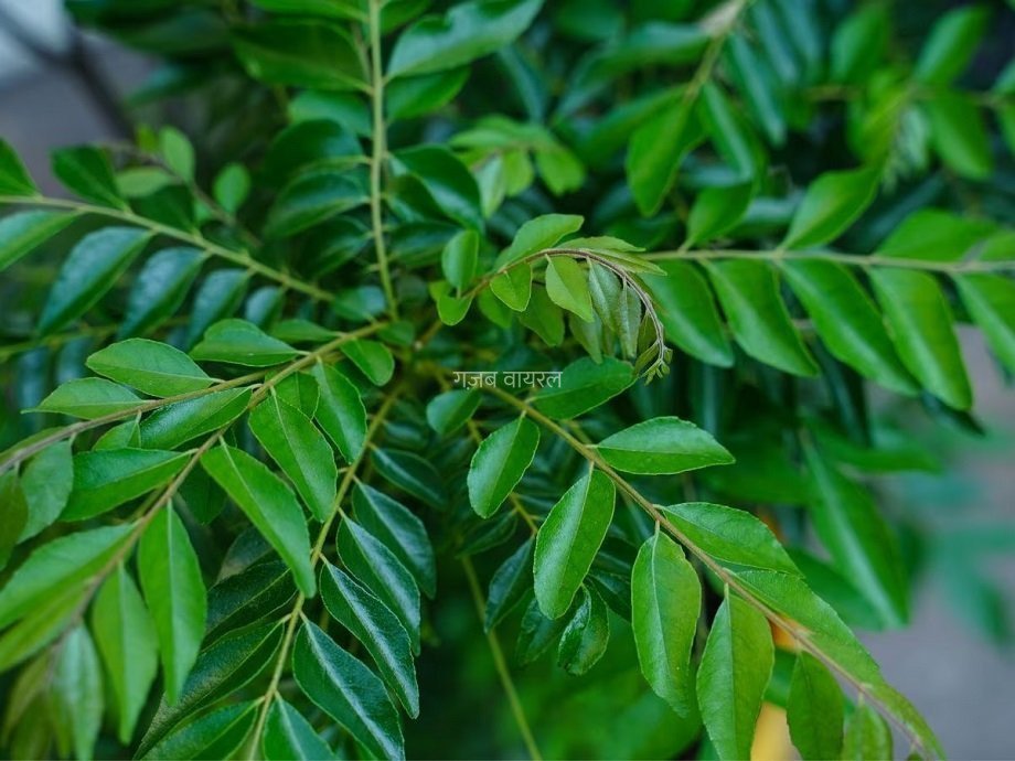 बड़े काम का हैं कढ़ी पत्ते का पानी, इसके सेवन से मिलते हैं गजब के फायदे