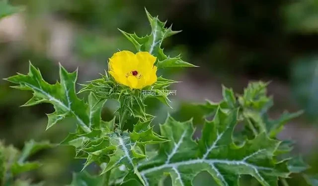 सिर्फ 12 दाने रोज़ खाएं.. बुढ़ापे में भी बनी रहेगी शेर जैसी ताकत