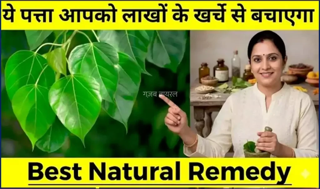 सुबह खाली पेट सिर्फ 1 पत्ता आपको लाखों के खर्चे से बचाएगा. बुढ़ापे तक शरीर मजबूत, निरोगी बना रहेगा